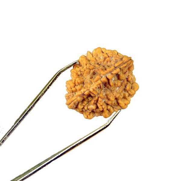 Certified Original 2 Two Mukhi Faced Rudraksha Bead for Harmony, Relationships, Emotional Balance & Inner Peace