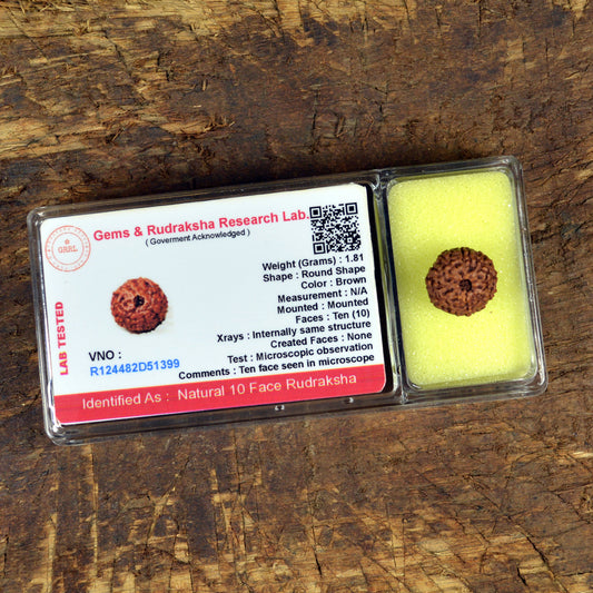 Certificate Ten 10 Mukhi Faced Original Rudraksha Bead