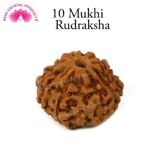 Certificate Ten 10 Mukhi Faced Original Rudraksha Bead