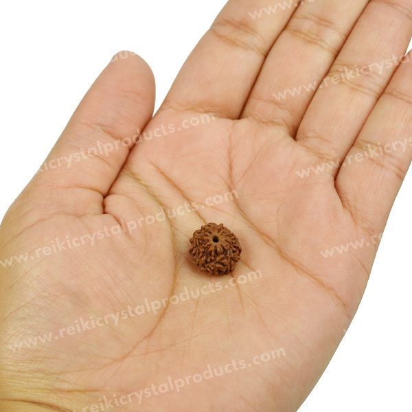 Certificate Ten 10 Mukhi Faced Original Rudraksha Bead