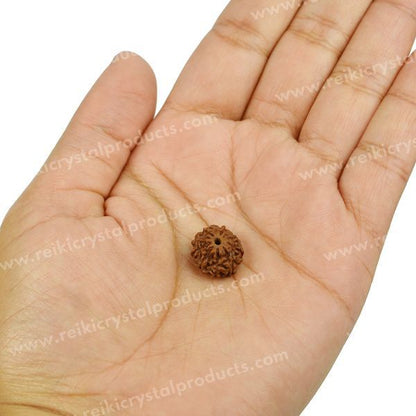 Certificate Ten 10 Mukhi Faced Original Rudraksha Bead