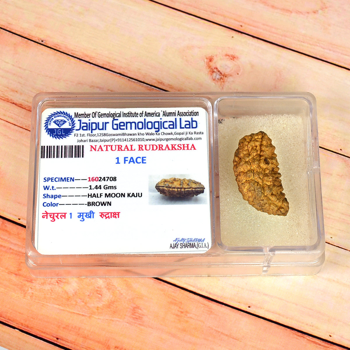 Certificate One 1 Mukhi Faced Original Rudraksha Bead