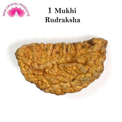 Certificate One 1 Mukhi Faced Original Rudraksha Bead