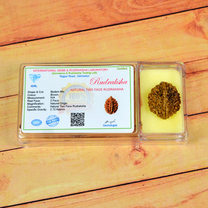 Certificate Two 2 Mukhi Faced Original Rudraksha Bead