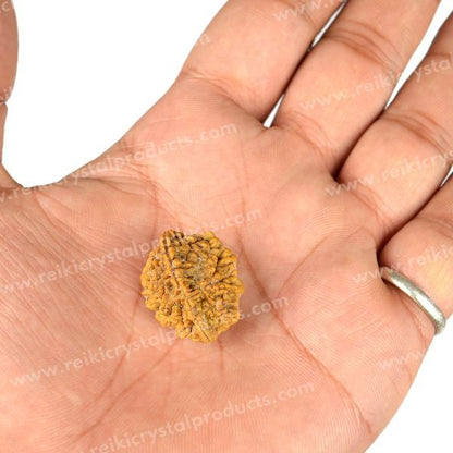 Certificate Two 2 Mukhi Faced Original Rudraksha Bead