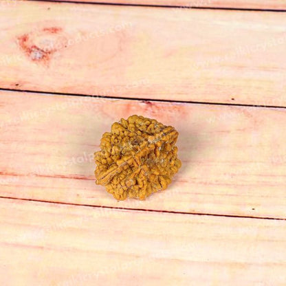Certificate Two 2 Mukhi Faced Original Rudraksha Bead