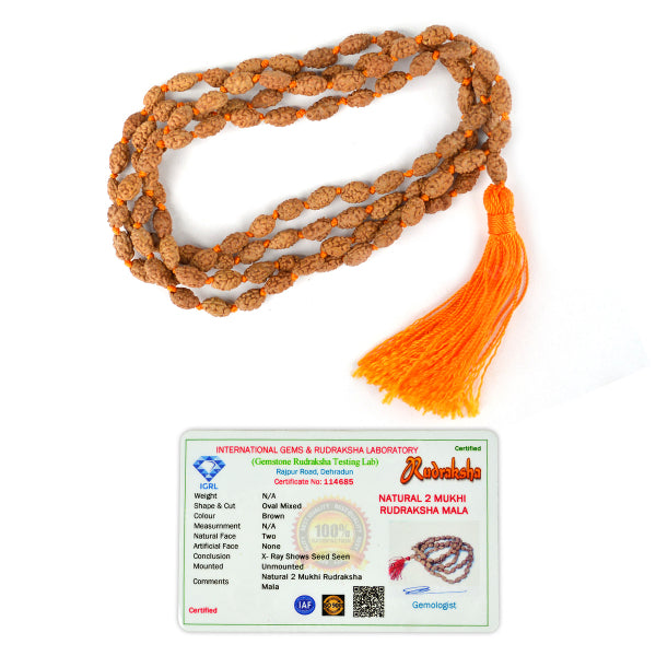 Certified Two 2 Mukhi Rudraksha Mala 108 Beads Original