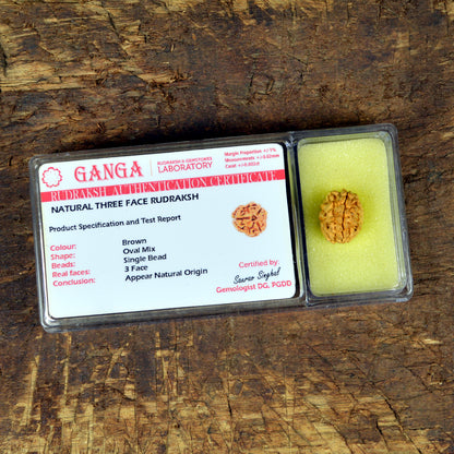 Certificate Three 3 Mukhi Faced Original Rudraksha Bead