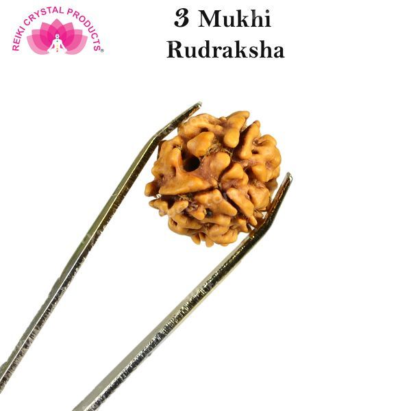 Certificate Three 3 Mukhi Faced Original Rudraksha Bead