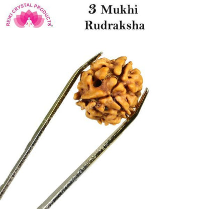 Certificate Three 3 Mukhi Faced Original Rudraksha Bead