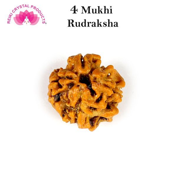 Certificate Four 4 Mukhi Faced Original Rudraksha Bead