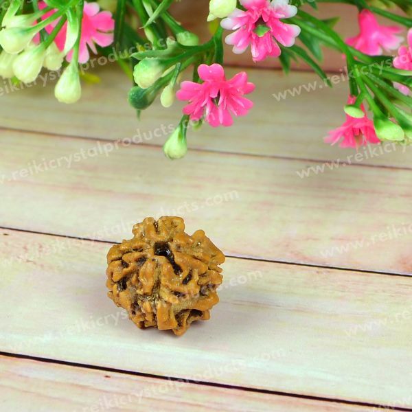 Certificate Four 4 Mukhi Faced Original Rudraksha Bead