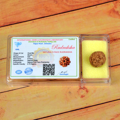 Certificate Five 5 Mukhi Faced Original Rudraksha Bead