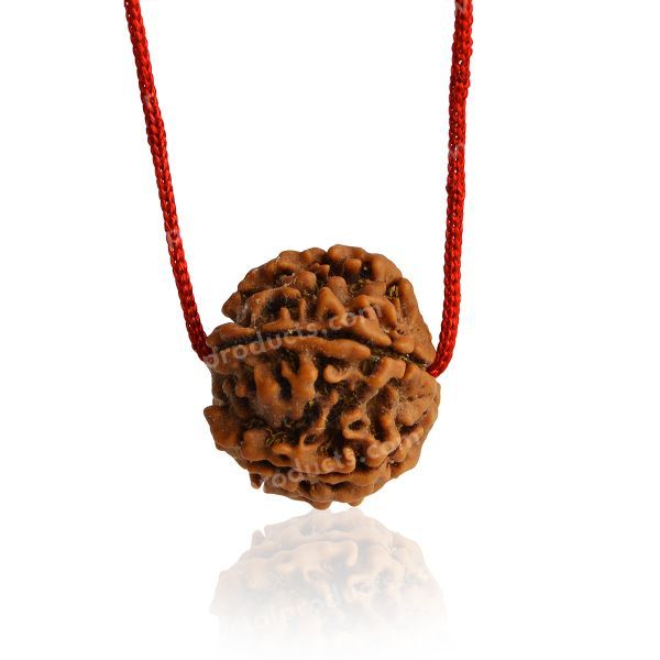 Certificate Five 5 Mukhi Faced Original Rudraksha Bead