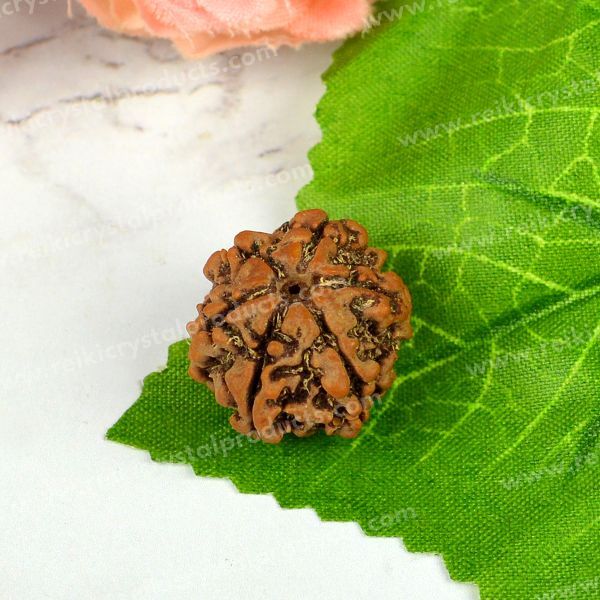 Certificate Six 6 Mukhi Faced Original Rudraksha Bead