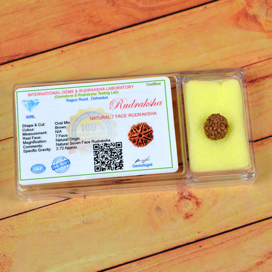 Certificate Seven 7 Mukhi Faced Original Rudraksha Bead