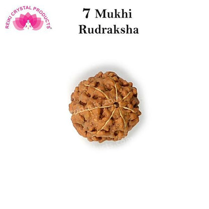 Certificate Seven 7 Mukhi Faced Original Rudraksha Bead