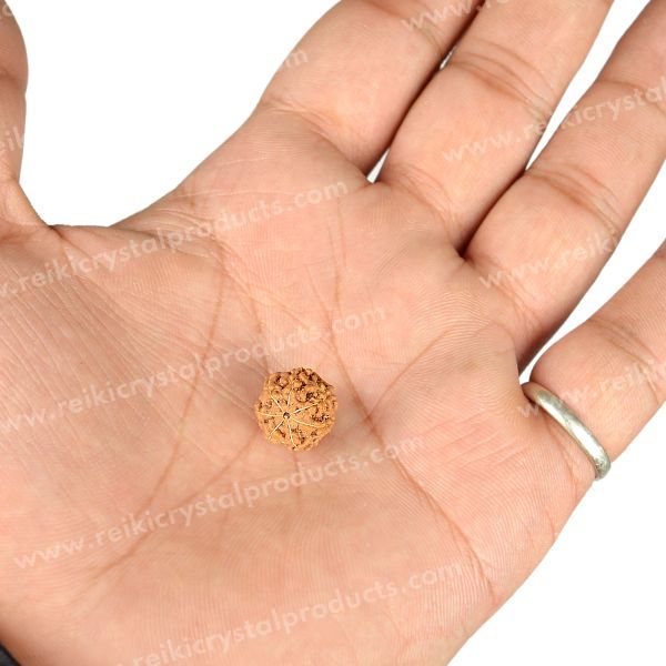 Certificate Seven 7 Mukhi Faced Original Rudraksha Bead