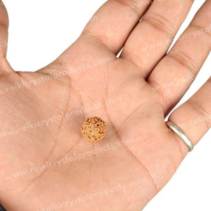 Certificate Seven 7 Mukhi Faced Original Rudraksha Bead