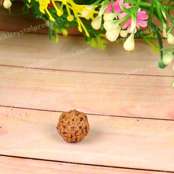 Certificate Seven 7 Mukhi Faced Original Rudraksha Bead