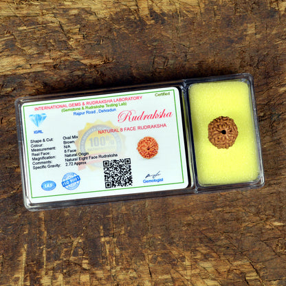 Certificate Eight 8 Mukhi Faced Original Rudraksha Bead