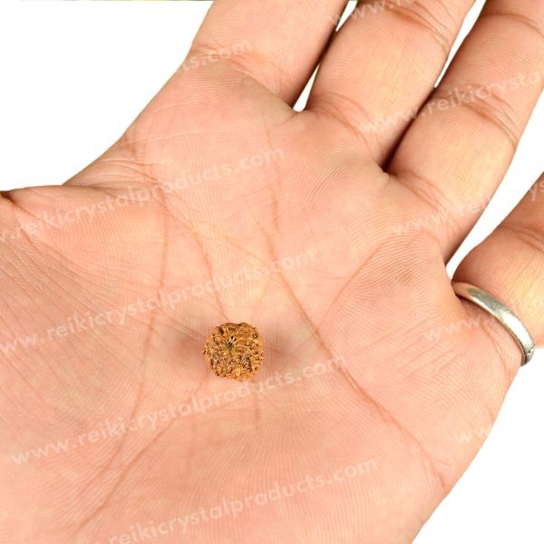 Certificate Eight 8 Mukhi Faced Original Rudraksha Bead