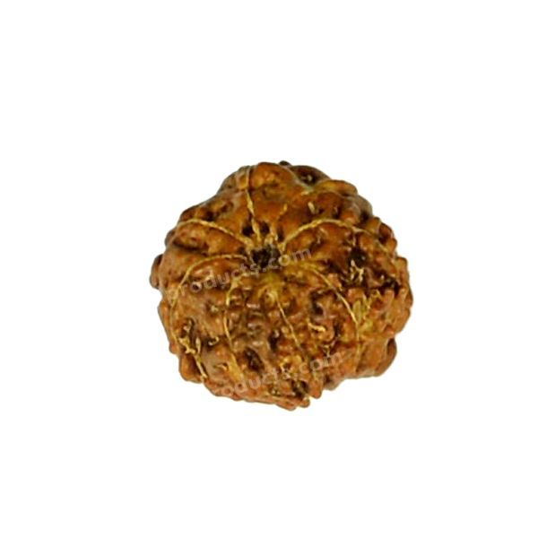 Certificate Eight 8 Mukhi Faced Original Rudraksha Bead