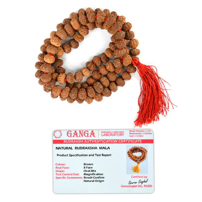Certified Eight 8 Mukhi Rudraksha Mala 108 Beads Original