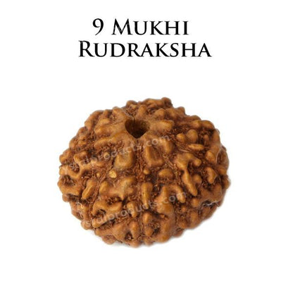 Certificate Nine 9 Mukhi Faced Original Rudraksha Bead