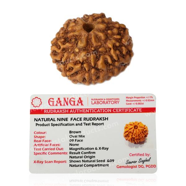 Certificate Nine 9 Mukhi Faced Original Rudraksha Bead