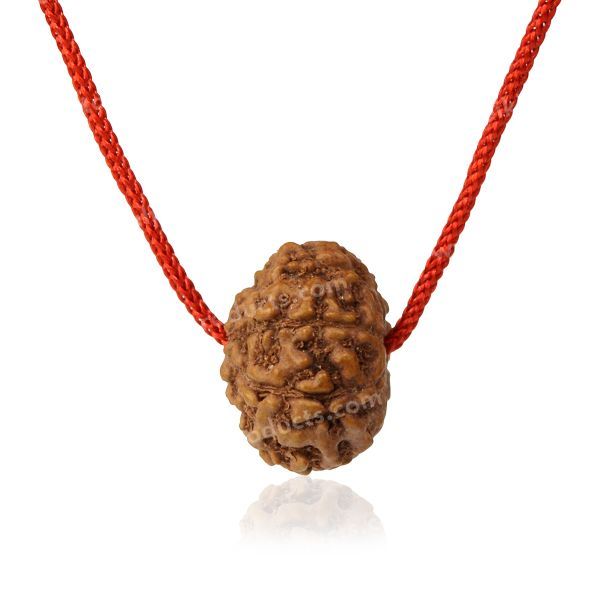 Certificate Nine 9 Mukhi Faced Original Rudraksha Bead