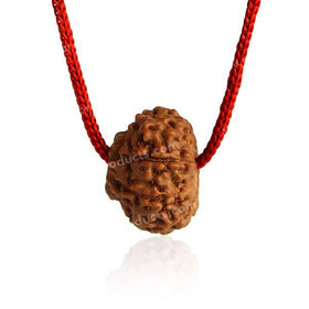 Certified Original 10 Ten Mukhi Faced Rudraksha Bead for Protection, Stability, Mental Clarity & Spiritual Strength