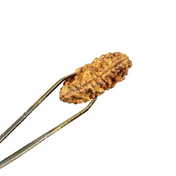 Certified Original 1 One Mukhi Faced Rudraksha Bead for Self-Realization, Spiritual Awareness, Focus