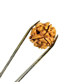 Certified Original 3 Three Mukhi Faced Rudraksha Bead for Confidence, Courage, Motivation & Transformation