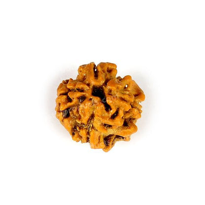 Certified Original 4 Four Mukhi Faced Rudraksha Bead for Knowledge, Wisdom, Creativity & Communication