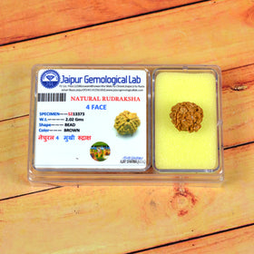 Certified Original 4 Mukhi Faced Rudraksha Bead for Knowledge, Wisdom, Creativity & Communication