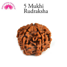 Certified Original 5 Five Mukhi Faced Rudraksha Bead for Peace, Meditation, Focus & Spiritual Growth
