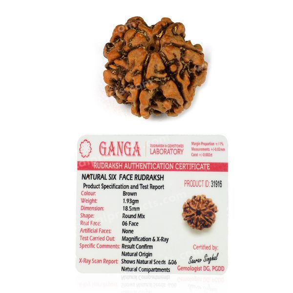 Certified Original 6 Six Mukhi Faced Rudraksha Bead for Focus, Discipline, Confidence & Willpower