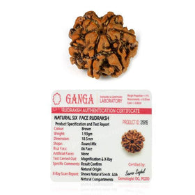 Certified Original 6 Six Mukhi Faced Rudraksha Bead for Focus, Discipline, Confidence & Willpower