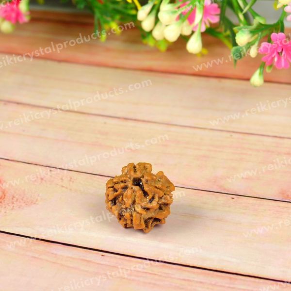 Certified Original 8 Eight Mukhi Faced Rudraksha Bead for Success, Wisdom, Focus & Obstacle Removal