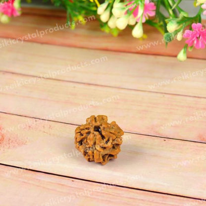 Certified Original 8 Eight Mukhi Faced Rudraksha Bead for Success, Wisdom, Focus & Obstacle Removal