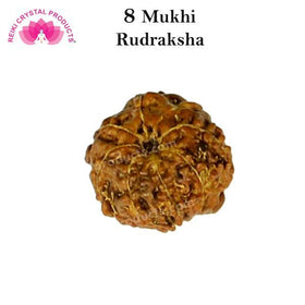 Certified Original Eight 8 Mukhi Faced Rudraksha Bead for Success, Wisdom, Focus & Obstacle Removal