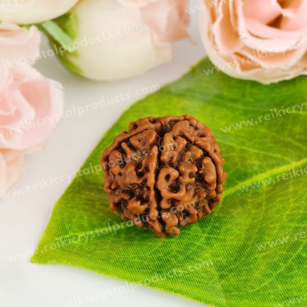 Certified Original Five 5 Mukhi Faced Rudraksha Bead Peace, Meditation, Focus & Spiritual Growth