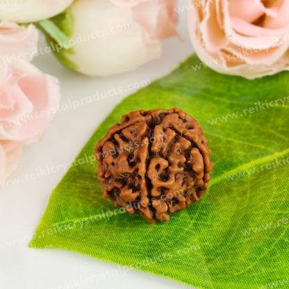 Certified Original Five 5 Mukhi Faced Rudraksha Bead Peace, Meditation, Focus & Spiritual Growth