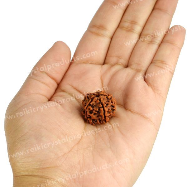 Certified Original Five 5 Mukhi Faced Rudraksha Bead for Peace, Meditation, Focus & Spiritual Growth