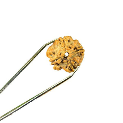 Certified Original Four 4 Mukhi Faced Rudraksha Bead for Knowledge, Wisdom, Creativity & Communication