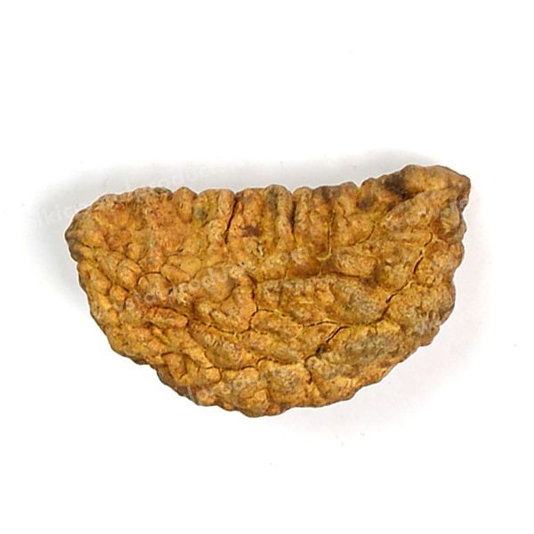 Certified Original One 1 Mukhi Faced Rudraksha Bead for Self-Realization, Spiritual Awareness, Focus