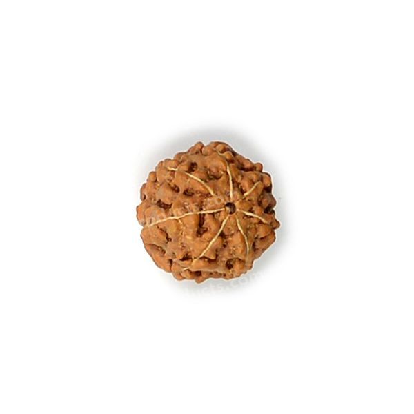 Certified Original Seven 7 Mukhi Faced Rudraksha Bead for Prosperity, Abundance, Stability & Financial Growth
