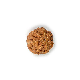 Certified Original Seven 7 Mukhi Faced Rudraksha Bead for Prosperity, Abundance, Stability & Financial Growth