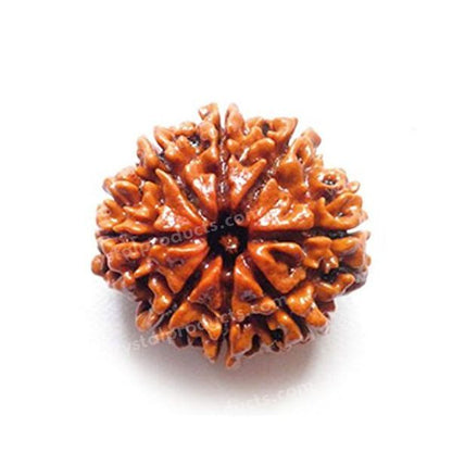 Certified Original Six 6 Mukhi Faced Rudraksha Bead for Focus, Discipline, Confidence